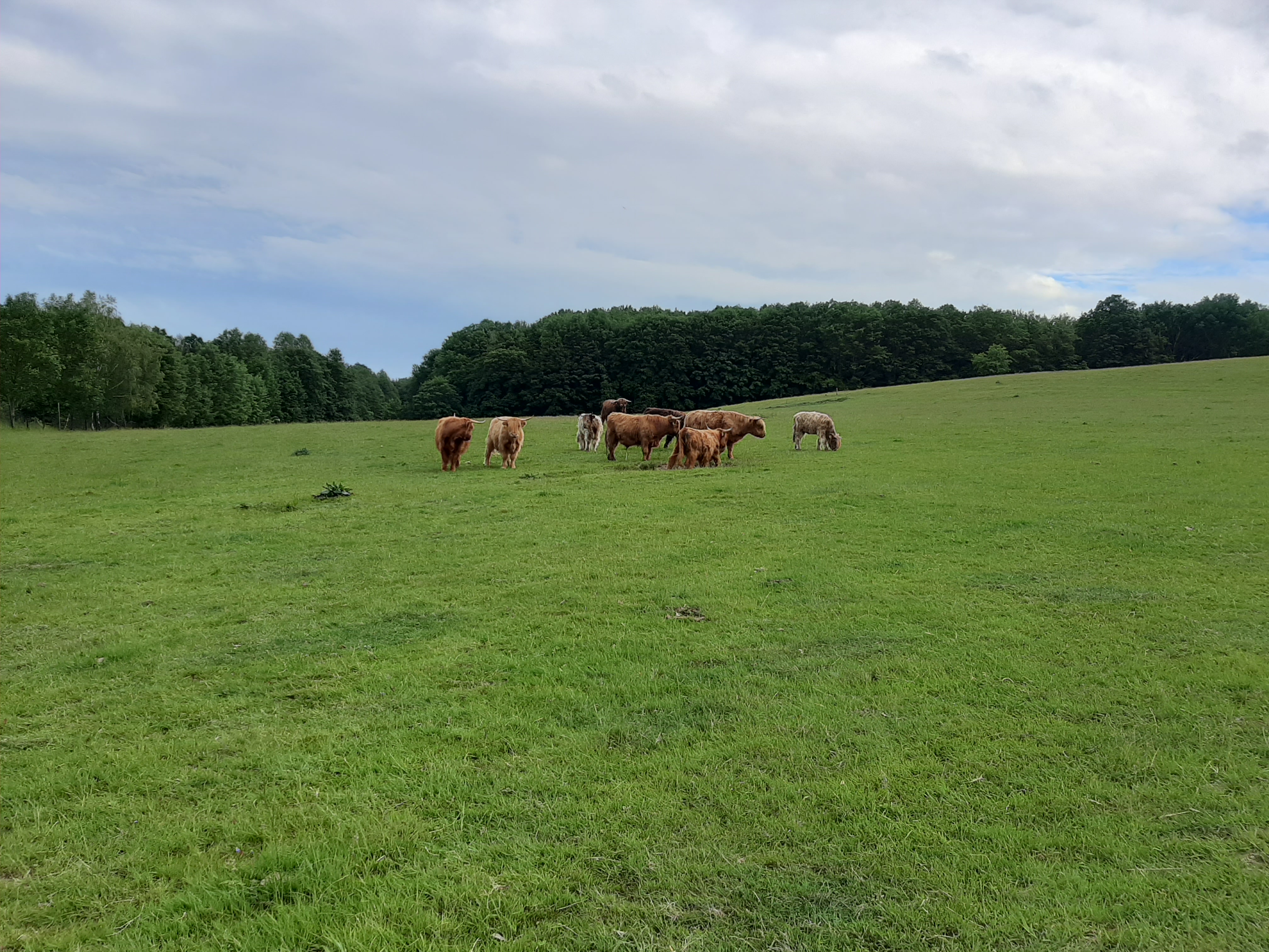 Highland Rinder auf der Weide