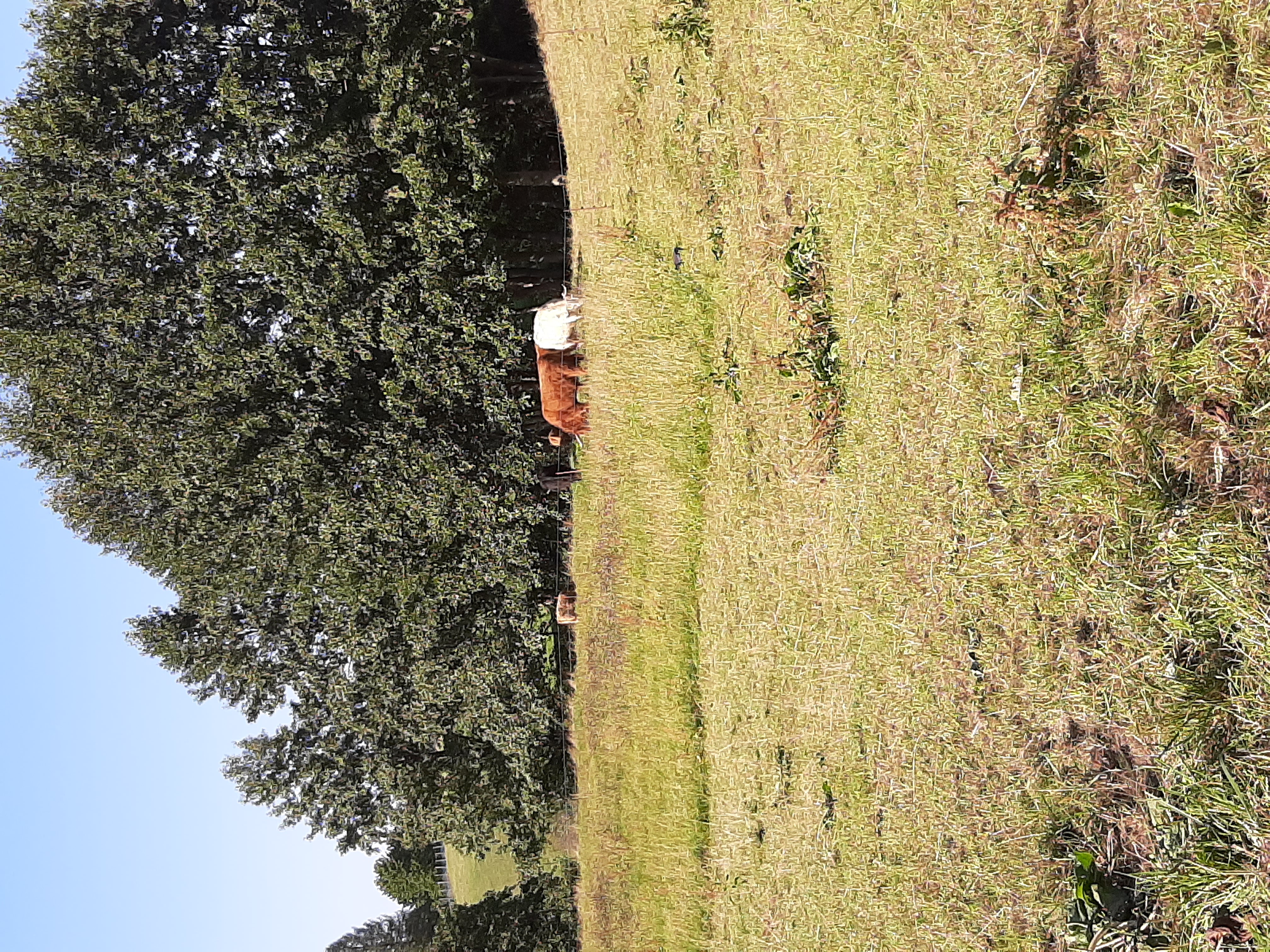Highland Rinder auf der Weide