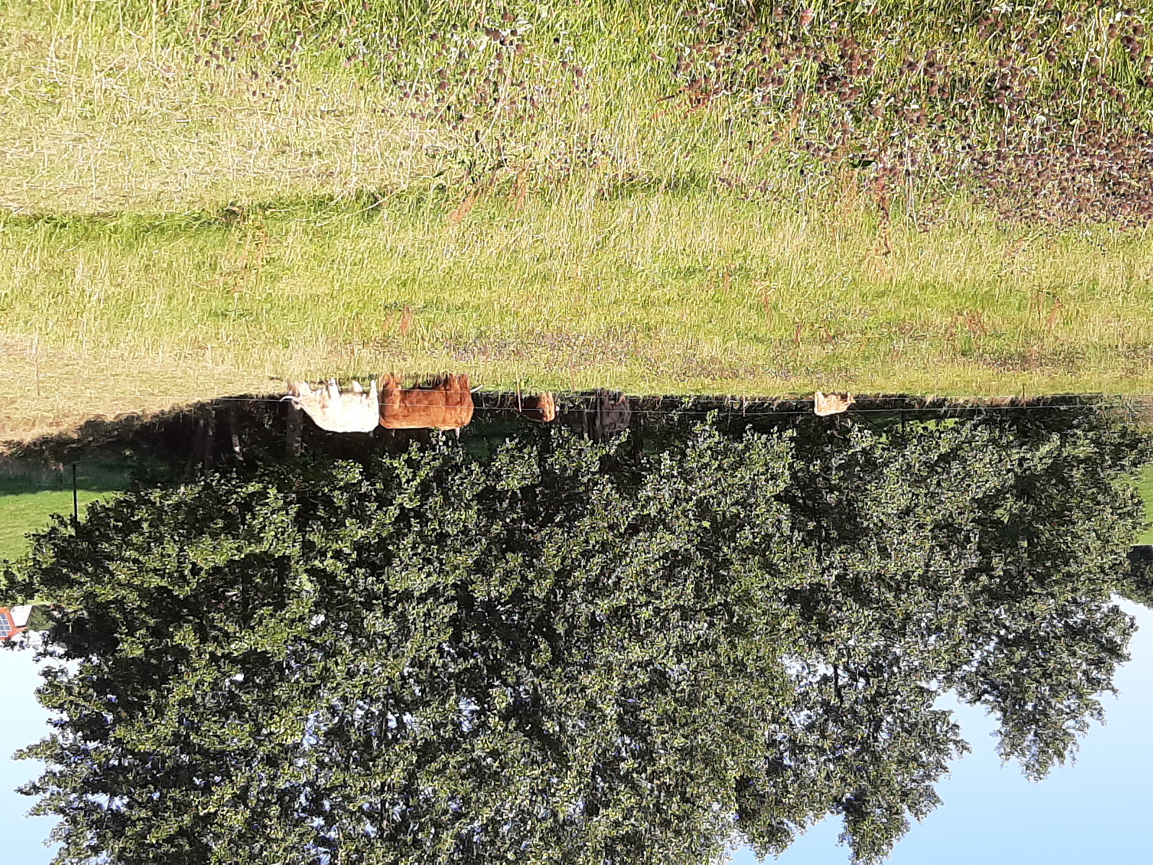 Highland-Rinder auf der Weide
