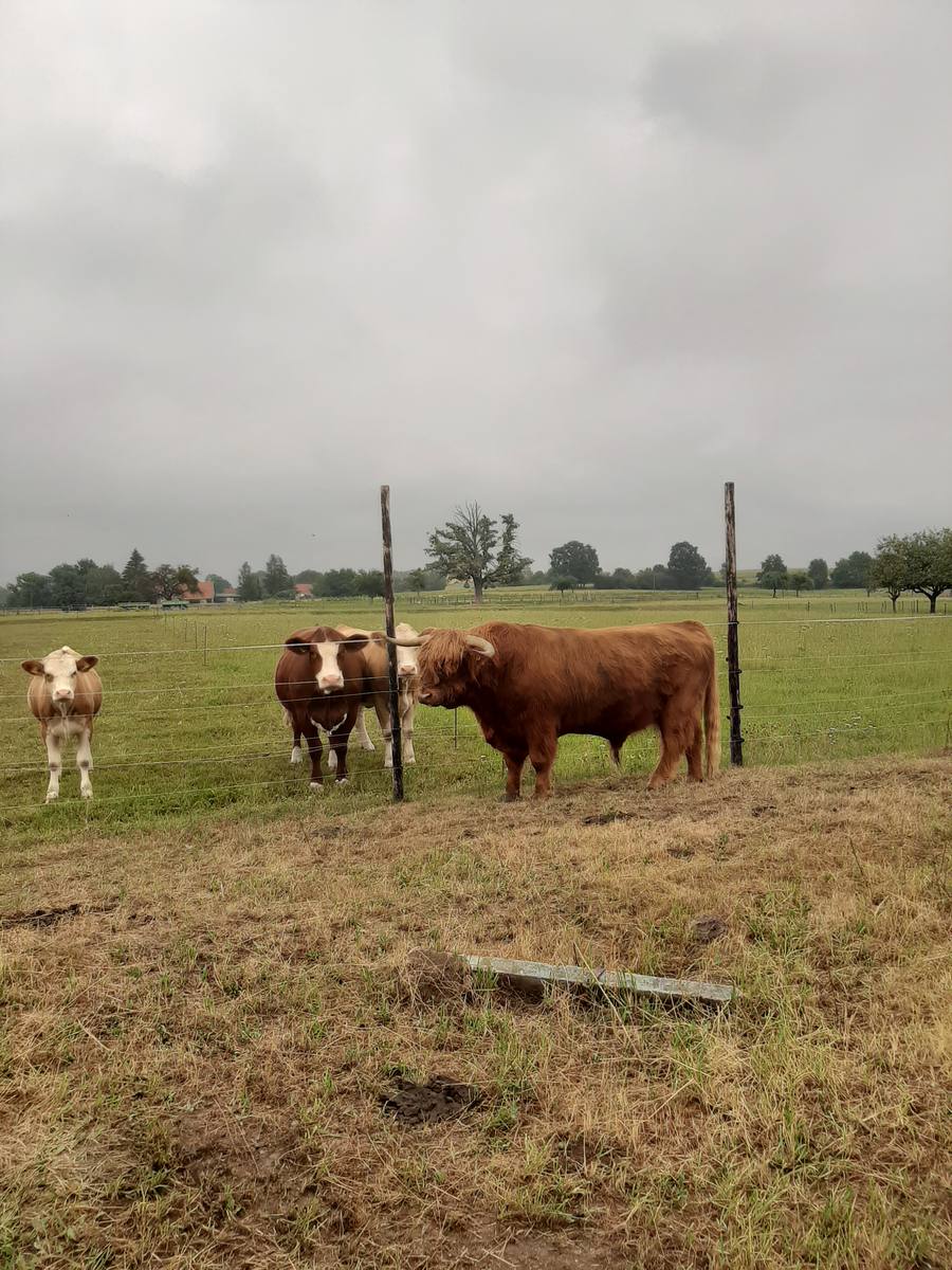 Highland-Rinder auf der Weide