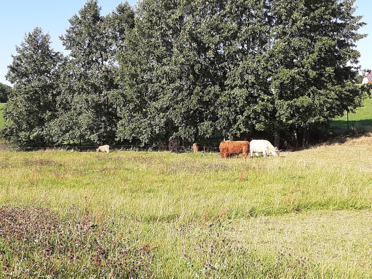Highland-Rinder auf der Weide