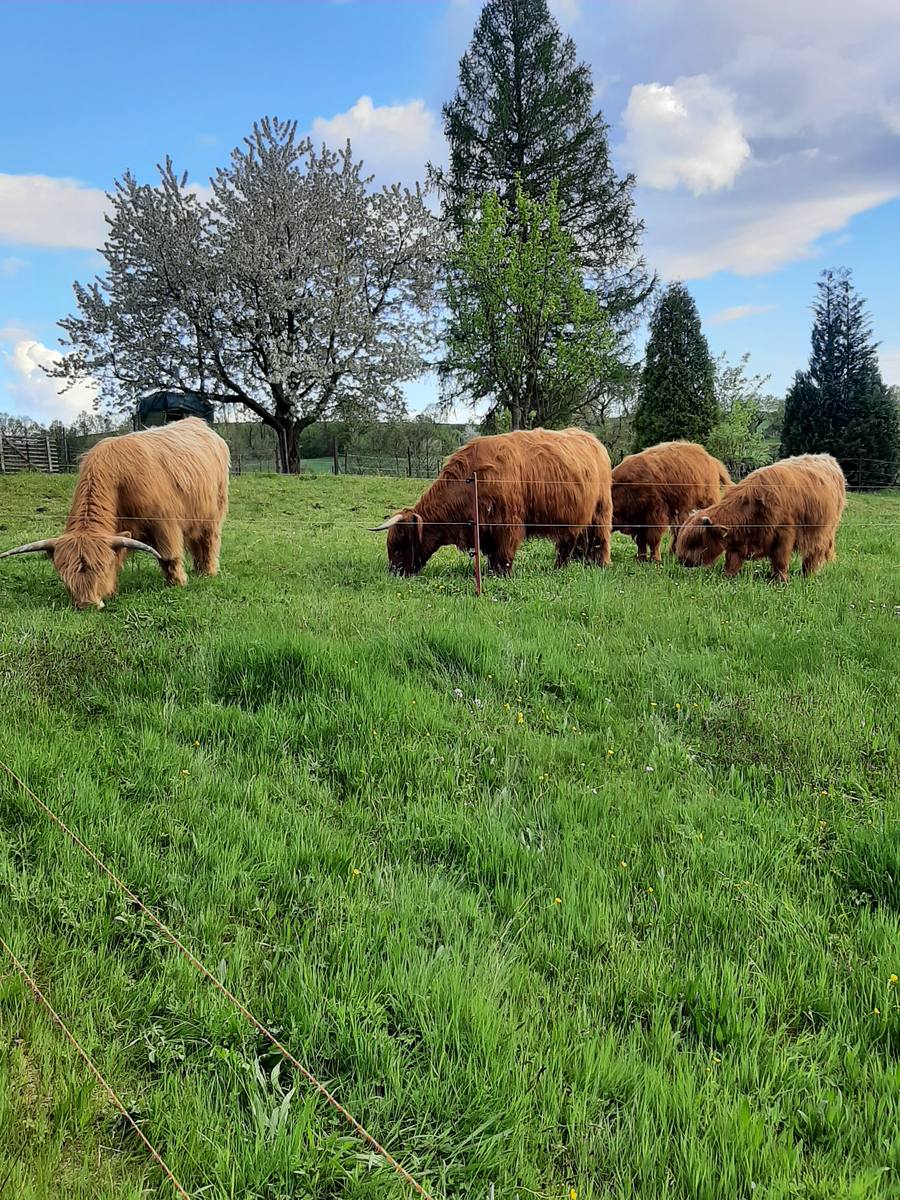 Highland-Rinder auf der Weide