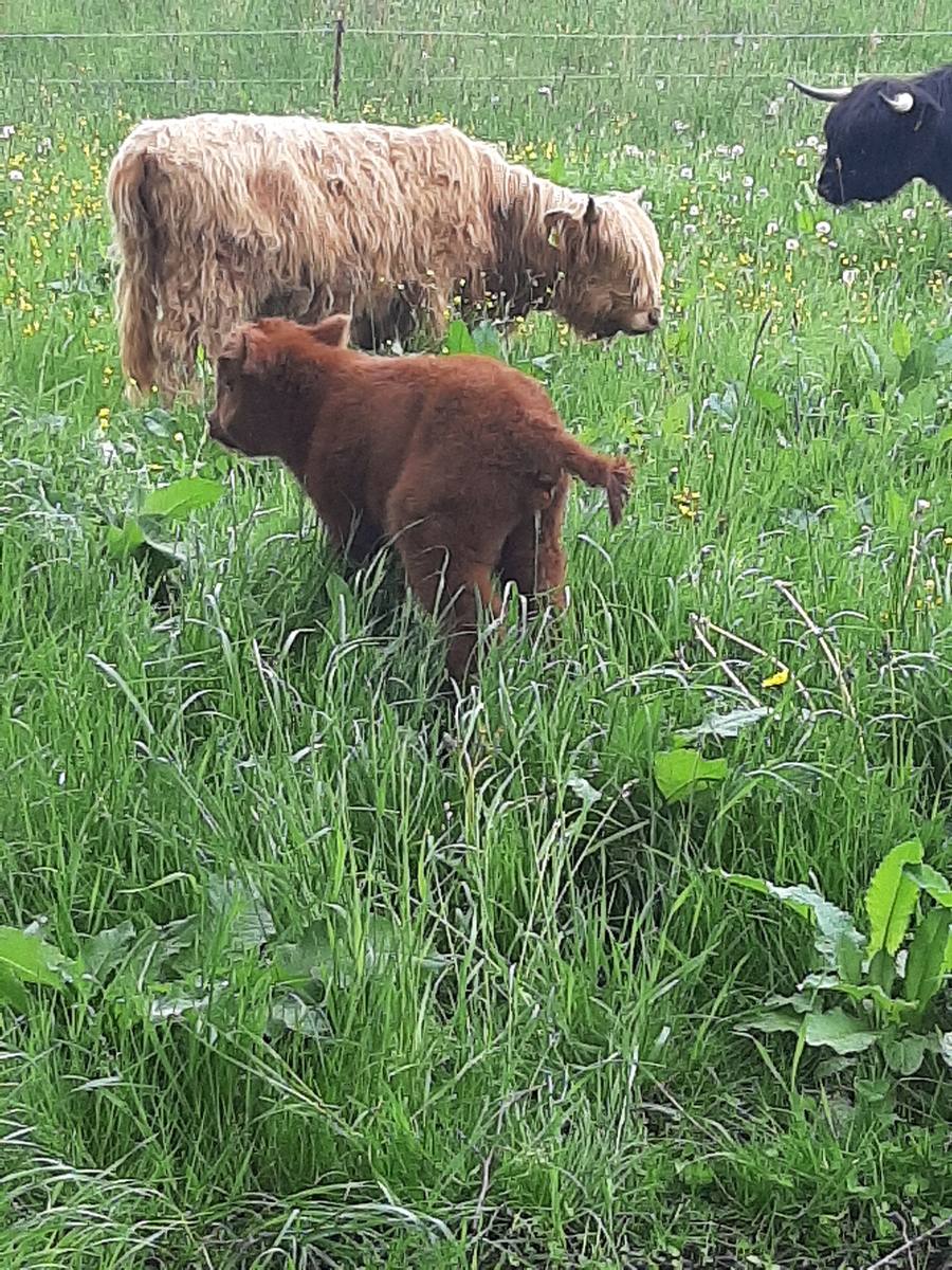 Highland-Rinder auf der Weide