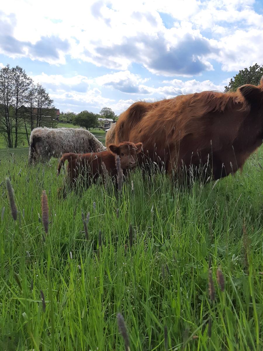 Highland-Rinder auf der Weide